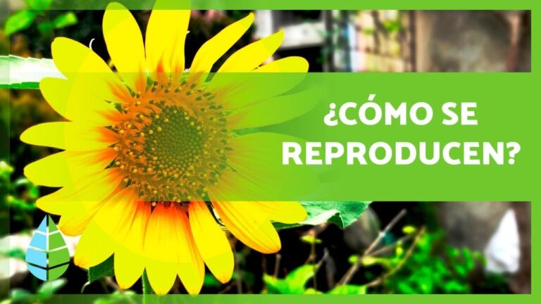 Descubre el fascinante proceso de reproducción de plantas sin flores